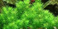 Pogostemon Deccanensis (erectus) - Tropica 1-2 Grow!